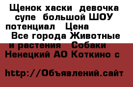 Щенок хаски, девочка супе, большой ШОУ потенциал › Цена ­ 50 000 - Все города Животные и растения » Собаки   . Ненецкий АО,Коткино с.
